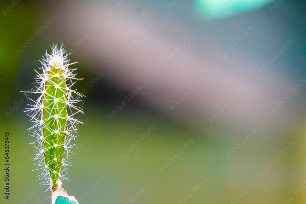 In the fade background, the narrow thorns of cactus creates a wonderful environment of fine beauty.