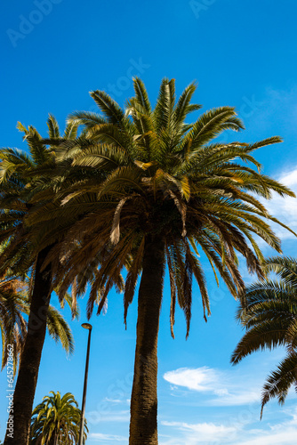 Beautiful palm tree and blue sky in the background with white clouds. Amazing nature concept. High quality photo