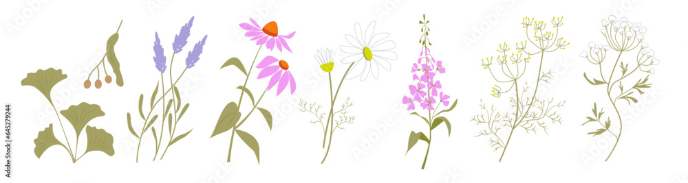 Collection of healing medical herbs gingko, linden tree, lavender, echinacea, chamomile, willow herb, fennel, anise. Coloured flat vector illustration. - obrazy, fototapety, plakaty 