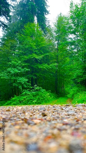 Wald