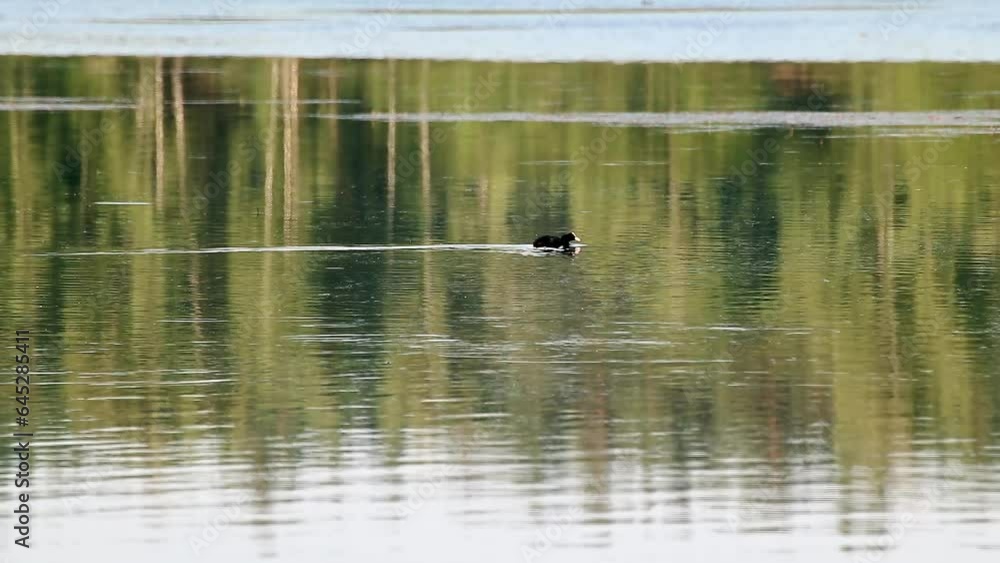 Eurasian coot, black common coot bird swimming on green lake water in slow-motion. Wildlife birds watching. Blurred background Eurasian coot, black common coot bird swimming on green lake water in slow-motion. Wildlife birds watching. Blurred background