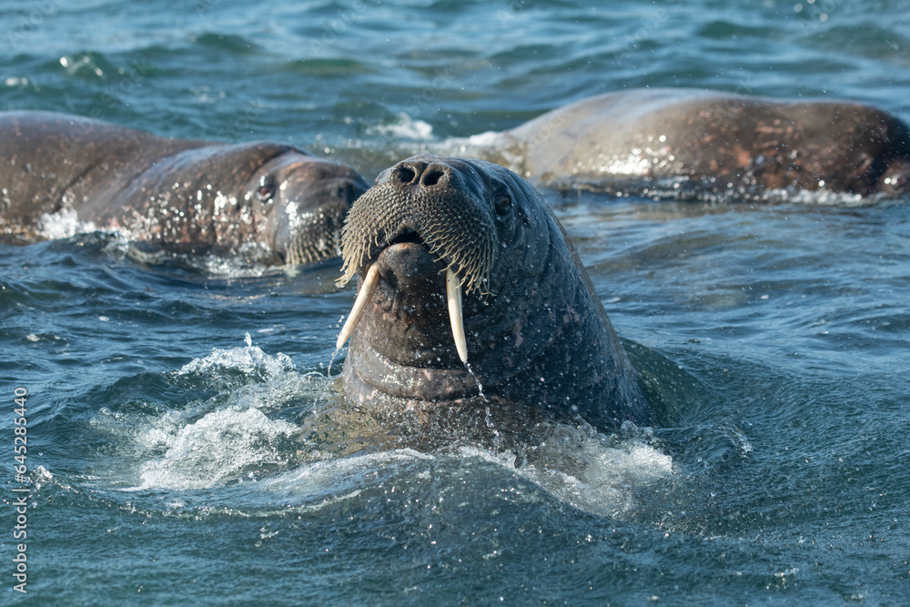 Obraz premium Walruses in the Arctic