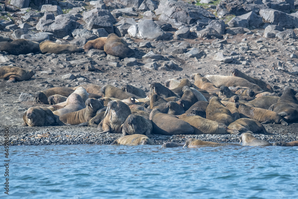 Fototapeta premium Walruses in the Arctic