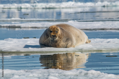 Bearded sal in the Arctic © Stanislav