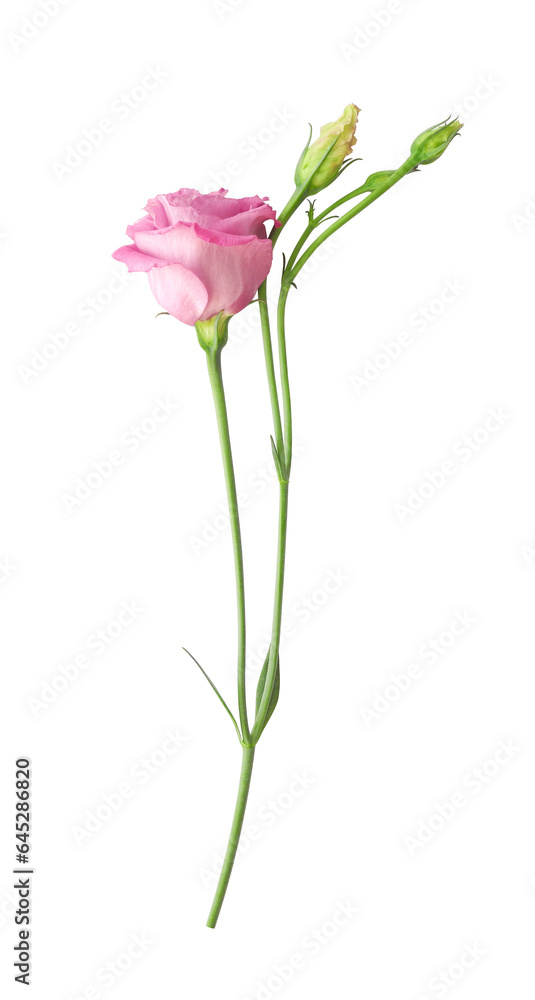 Beautiful pink eustoma flower (lisianthus or prairie gentian) on stem with buds isolated on white background close-up Beautiful pink eustoma flower (lisianthus or prairie gentian) on stem with buds isolated on white background close-up