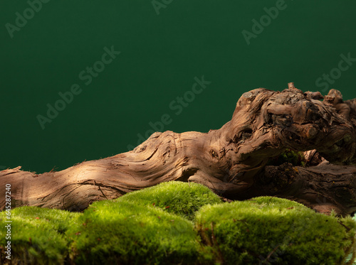 Abstract nature scene, tree trunk in forest concept, for cosmetic, beauty product branding, identity, and packaging