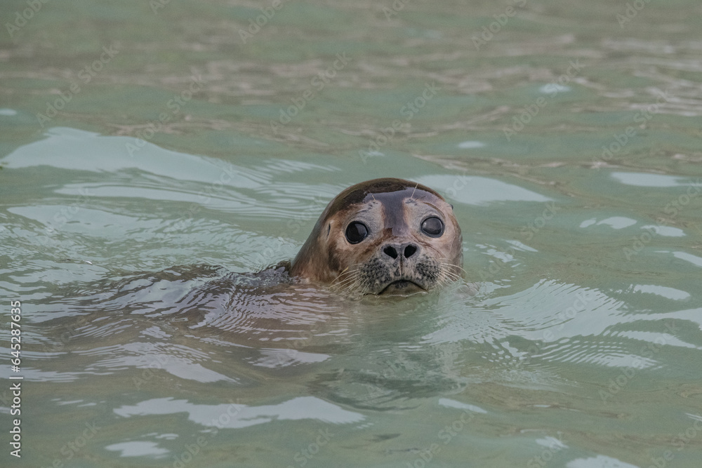 Fototapeta premium Arctic landscape