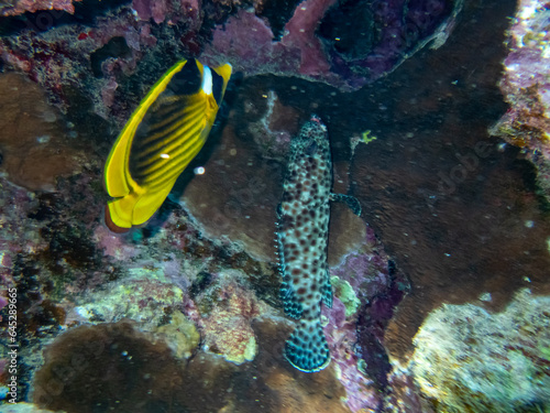 Epinephelus tauvina or grouper tauvina in a coral reef in the Red Sea photo