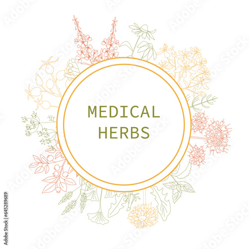 Round frame with outline colourful medicinal herbs and flowers, vector sketch, echinacea, lavender, dandelion, gingko, linden tree, lavender, willow herb, rose hip, ginkgo