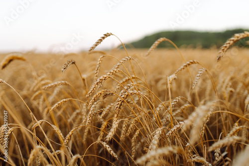 Golden ears of wheat on a sunset field in the evening. Close-up nature photography. The idea of a rich harvest. Agricultural farm.