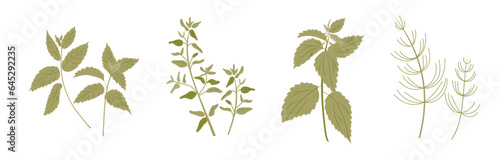 Collection of green healing medical herbs. Herbal set. Melissa, thyme, nettle, horsetail grass or Equisetum