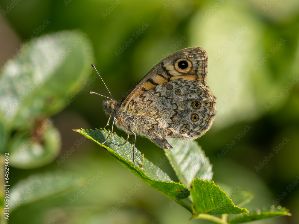Wall Brown Butterfly Resting With Its Wings Closed Wall Brown Butterfly Resting With Its Wings Closed