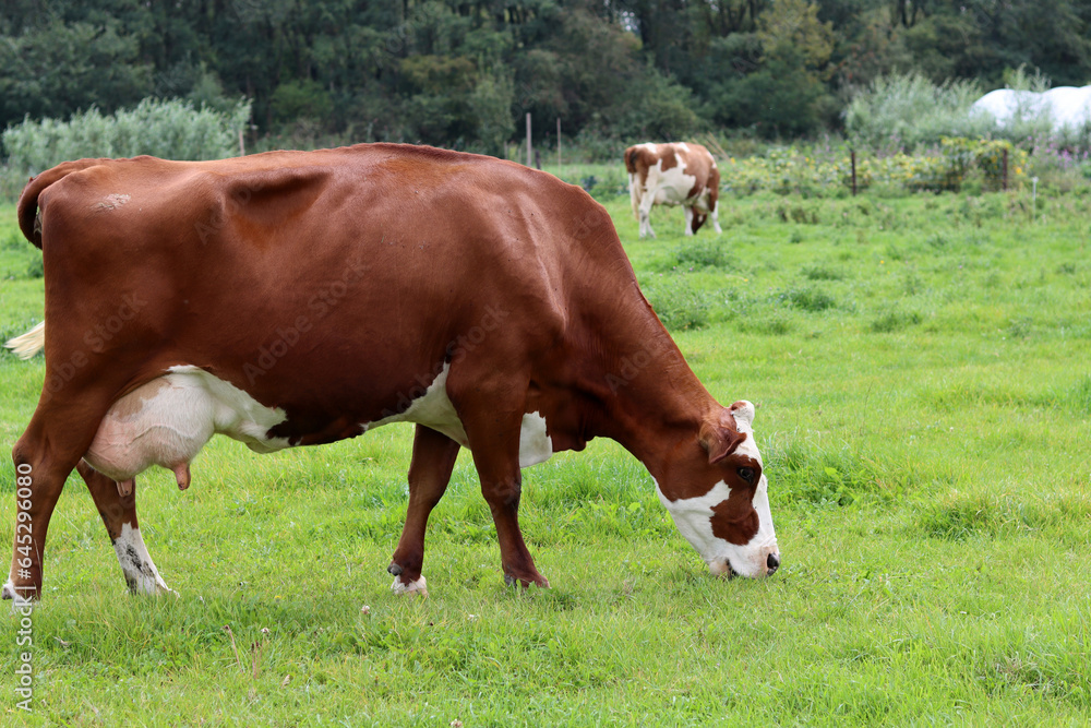 Beautiful brown grazing on a green meadow in the countryside in summer. Livestock photo. Dairy farm animals. Beautiful brown grazing on a green meadow in the countryside in summer. Livestock photo. Dairy farm animals.