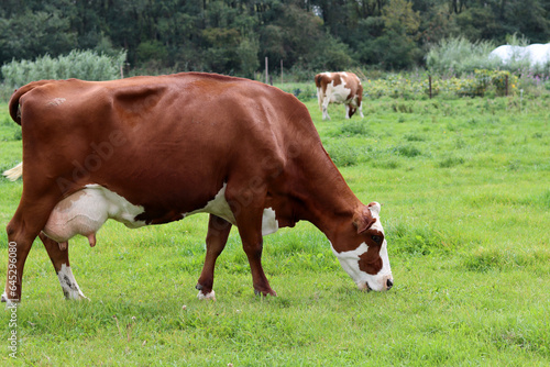 Beautiful brown grazing on a green meadow in the countryside in summer. Livestock photo. Dairy farm animals.  © Maya