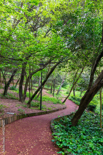 A winding path leads through a lush green forest with lush tall imposing trees on either side with sun light shining through the trees