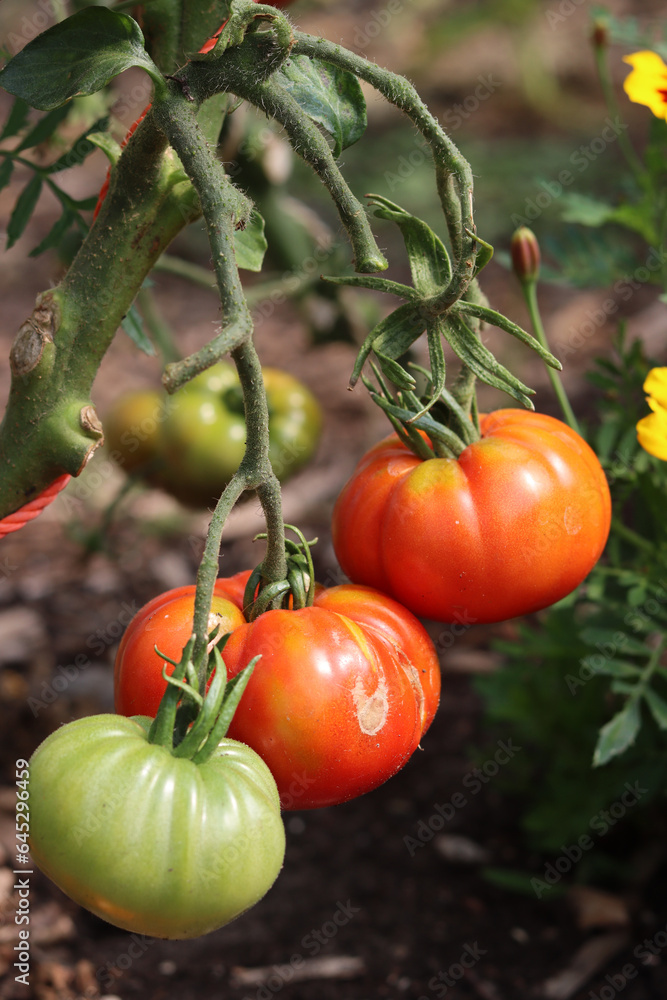 Ripe tomatoes growing in a greenhouse. Fresh organic vegetables in a garden. Healthy eating concept. 