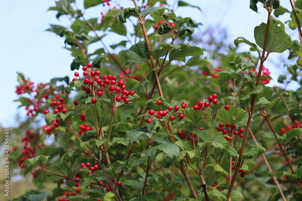 Red berries of viburnum on a branch in the garden.