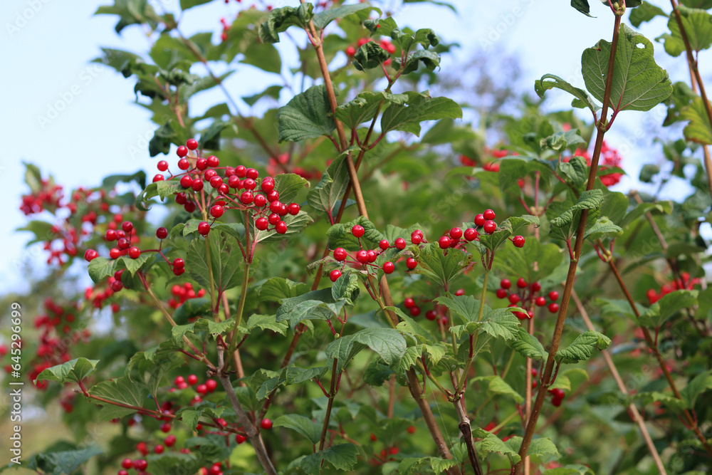 Red berries of viburnum on a branch in the garden.