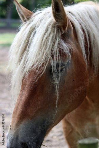 Icelandic horse eating hay in the paddock of a farm