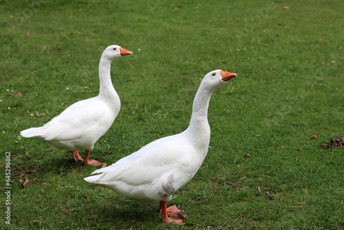 Two white geese on a green meadow in a farm. 