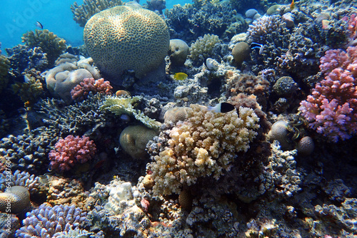 Fototapeta Naklejka Na Ścianę i Meble -  coral reef in the Red Sea