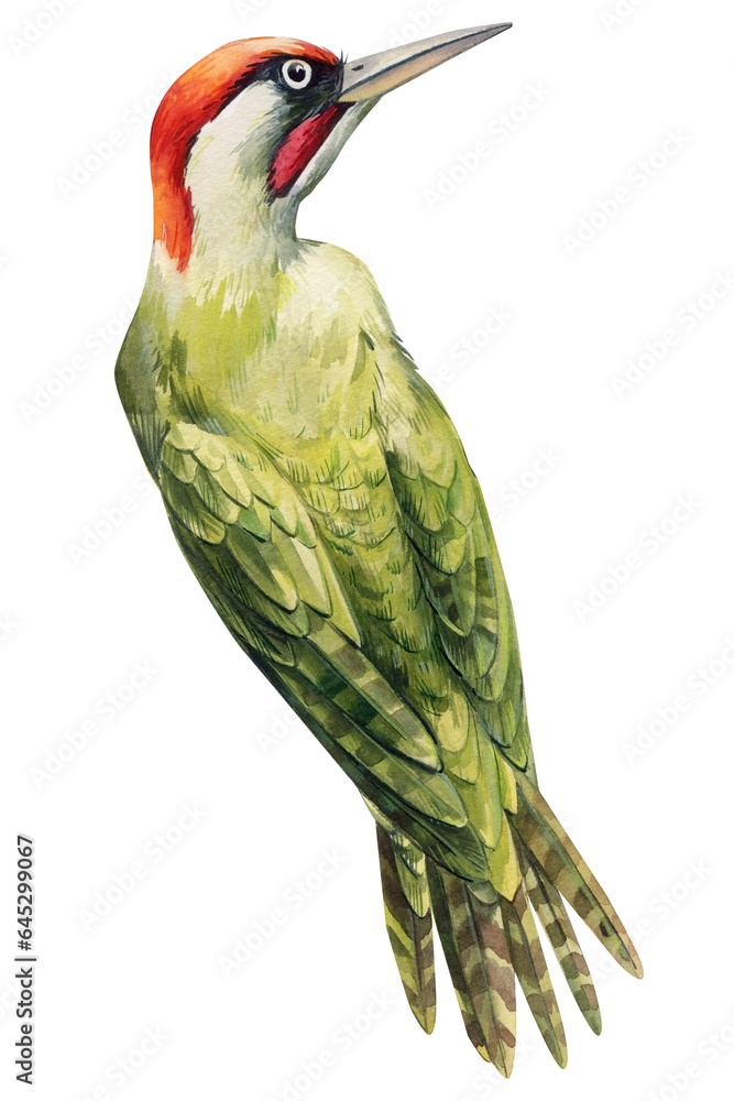 Fototapeta premium Woodpecker bird on isolated background, watercolor hand drawn illustration.
