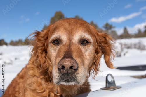 Closeup of face of old golden retriever with white hair on its face, sitting in the back of a pickup truck in the snow.