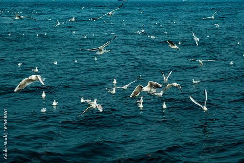 Flying seagulls over the sea, Istanbul, Turkey