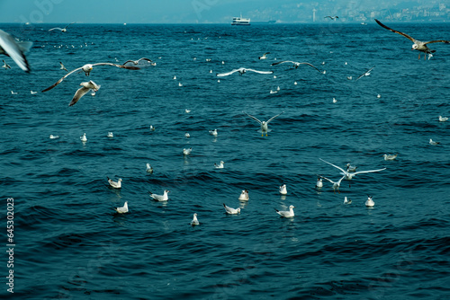 Flying seagulls over the sea, Istanbul, Turkey