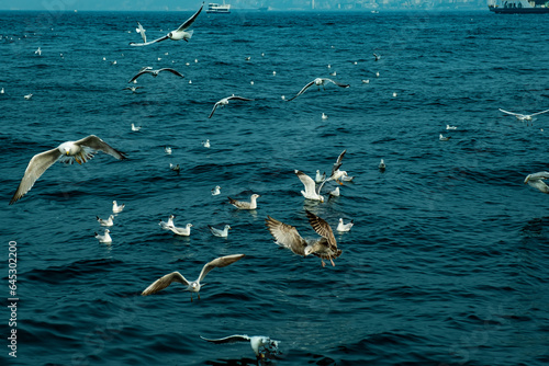 Flying seagulls over the sea, Istanbul, Turkey