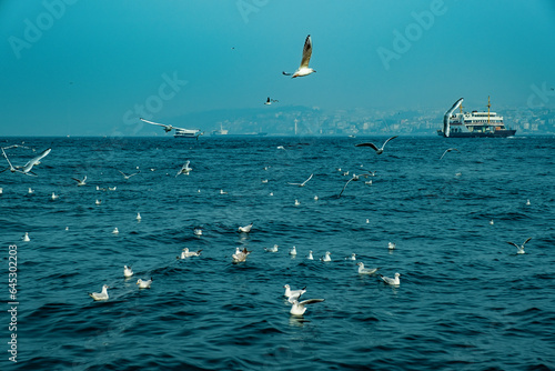 Flying seagulls over the sea, Istanbul, Turkey