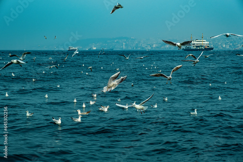 Flying seagulls over the sea, Istanbul, Turkey