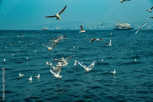 Flying seagulls over the sea, Istanbul, Turkey