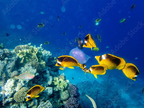 Chaetodon fasciatus in a coral reef in the Red Sea © glebantiy