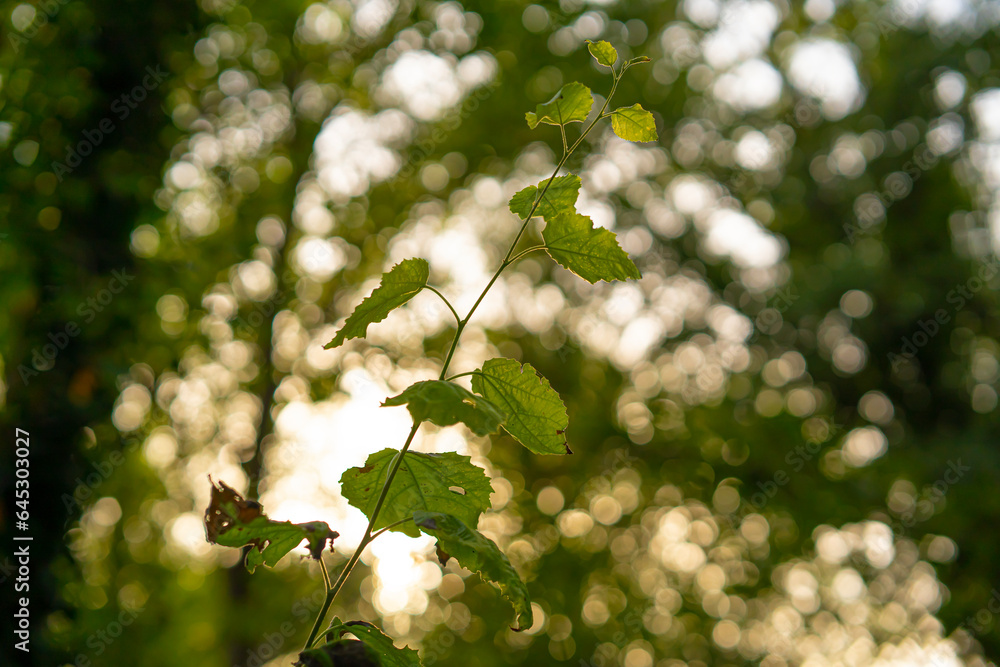 Close-up of beautiful leaves in the forest illuminated by sunlight at sunset Close-up of beautiful leaves in the forest illuminated by sunlight at sunset