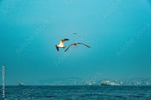 Flying seagulls over the sea, Istanbul, Turkey