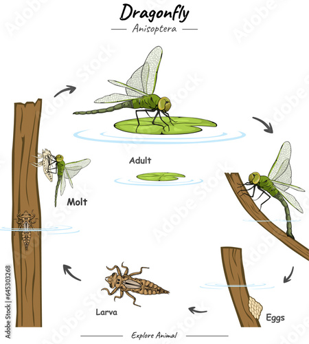 Dragonfly life cycle