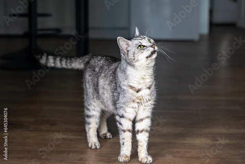 Obraz na płótnie Egyptian Mau cat looks up on a dark background