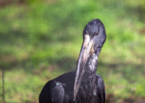 African Openbill (Anastomus lamelligerus) in Southern Madagascar photo