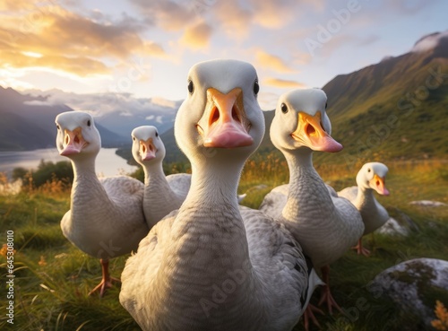 Fotótapéta A group of domestic geese