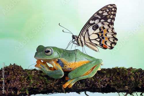 Flying frog on branch, butterfly landing on body tree frog, rachophorus reinwardtii, Javan tree frog photo