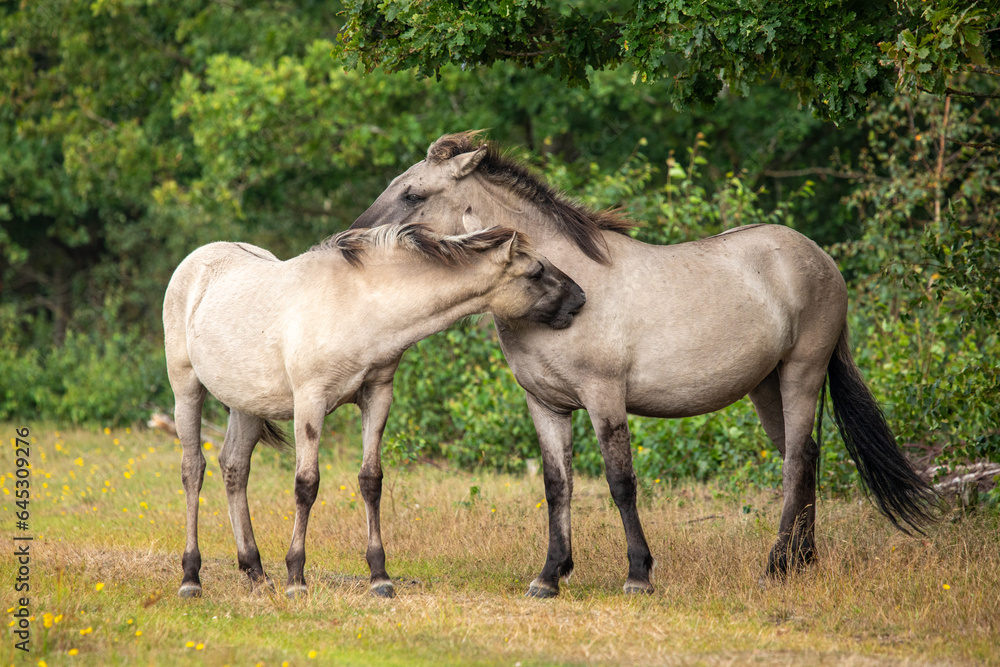 A portrait of two wild horses - Equus ferus - in Marielyst reservation, Denmark
