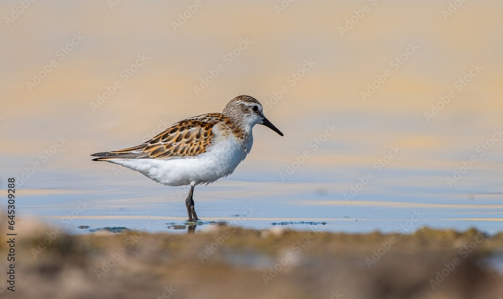 Little Stint (Calidris minuta) is a wetland bird that lives in the northern parts of the European and Asian continents. It feeds in swampy areas. Little Stint (Calidris minuta) is a wetland bird that lives in the northern parts of the European and Asian continents. It feeds in swampy areas.