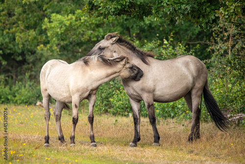 A portrait of two wild horses - Equus ferus - in Marielyst reservation, Denmark © Mathias Pabst