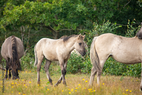 Beautiful wild horses in the forest in Marielyst  Denmark