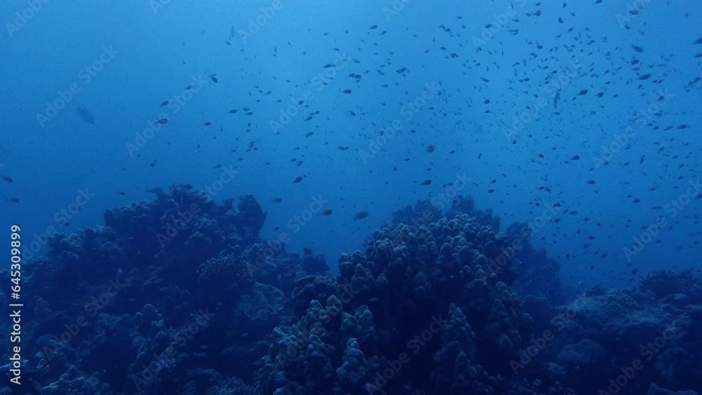 Swarm of fish above coral Swarm of fish above coral