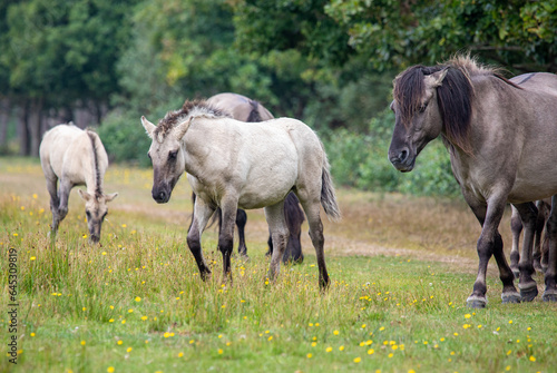 Beautiful wild horses in the forest in Marielyst, Denmark