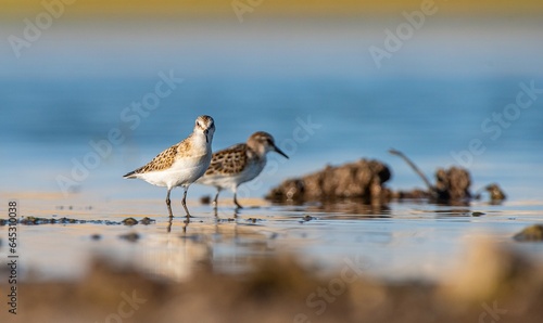 Little Stint (Calidris minuta) is a wetland bird that lives in the northern parts of the European and Asian continents. It feeds in swampy areas.