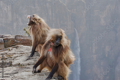 Wallpaper Mural Gelada, Heropithecus Gelada, bleeding heart monkeys. Torontodigital.ca