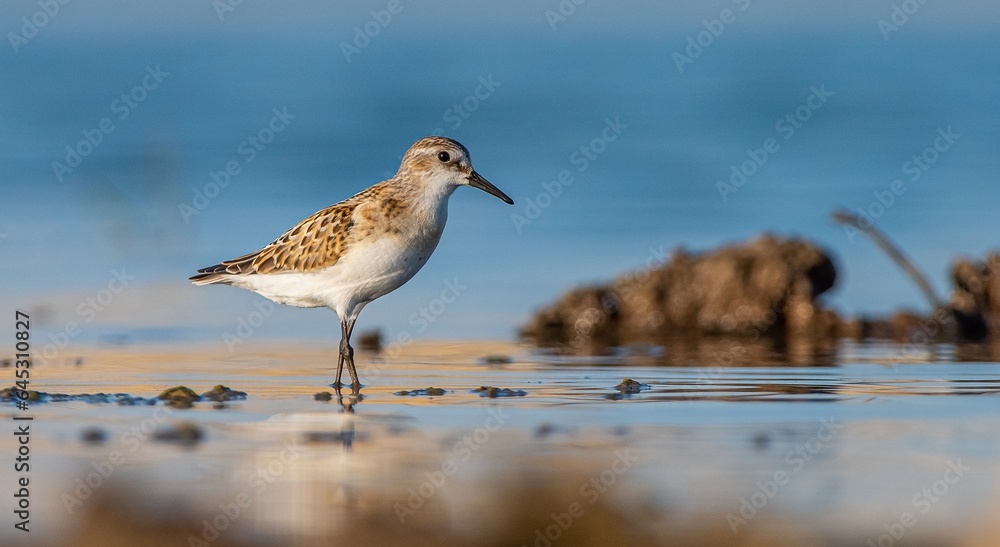 Obraz premium Little Stint (Calidris minuta) is a wetland bird that lives in the northern parts of the European and Asian continents. It feeds in swampy areas.
